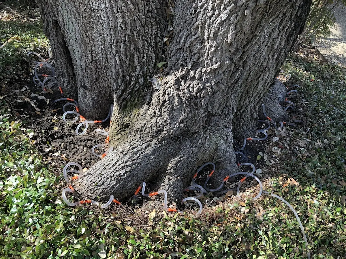 Detailed Tree Cabling and Bracing job site in Jarbidge